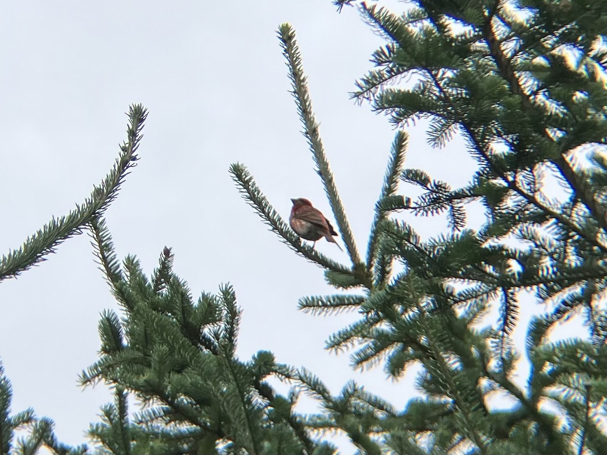 Purple Finch - ML640585421