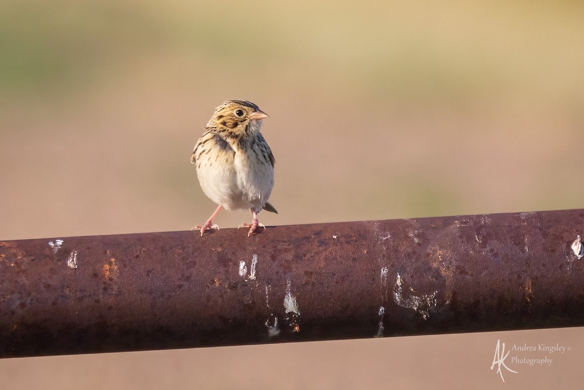 Baird's Sparrow - ML640585424