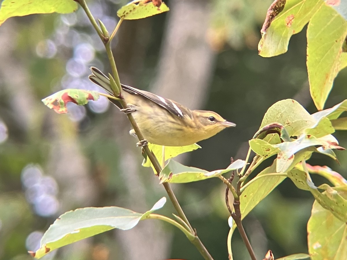 Blackburnian Warbler - ML640585426