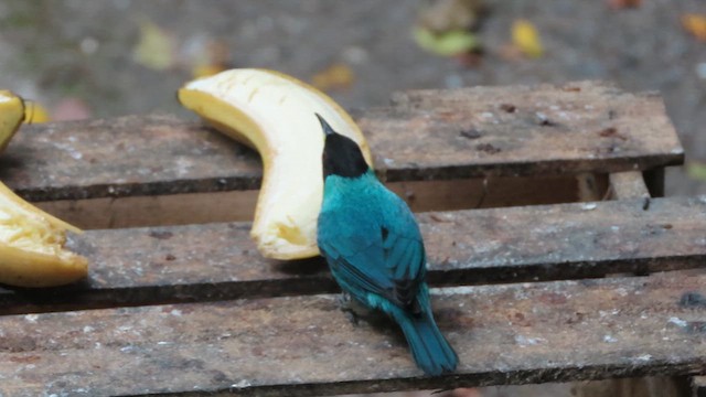 Green Honeycreeper - ML640585428
