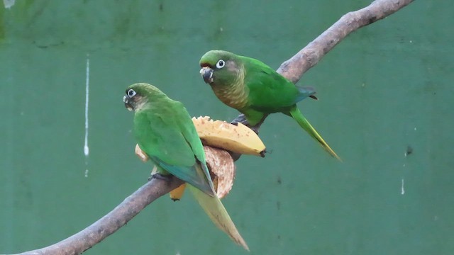 Conure de Vieillot - ML640585477