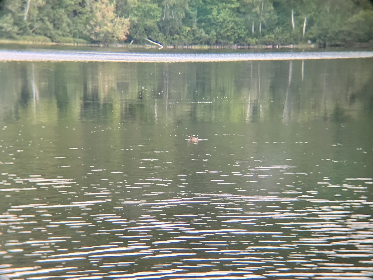 Lesser Scaup - ML640585478