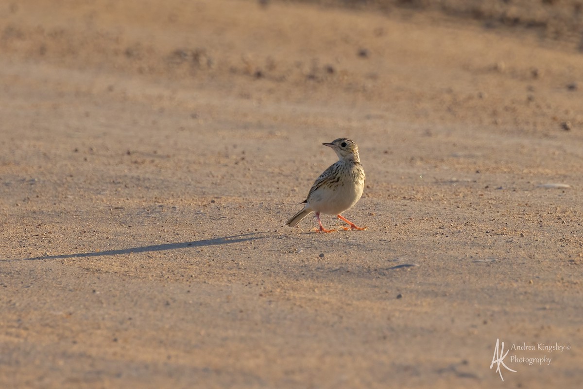 Sprague's Pipit - ML640585497