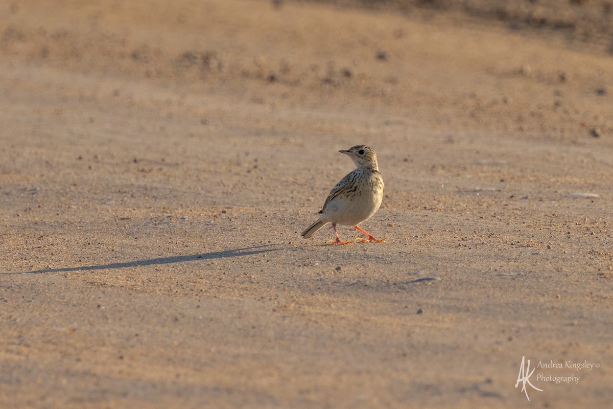 Sprague's Pipit - ML640585498