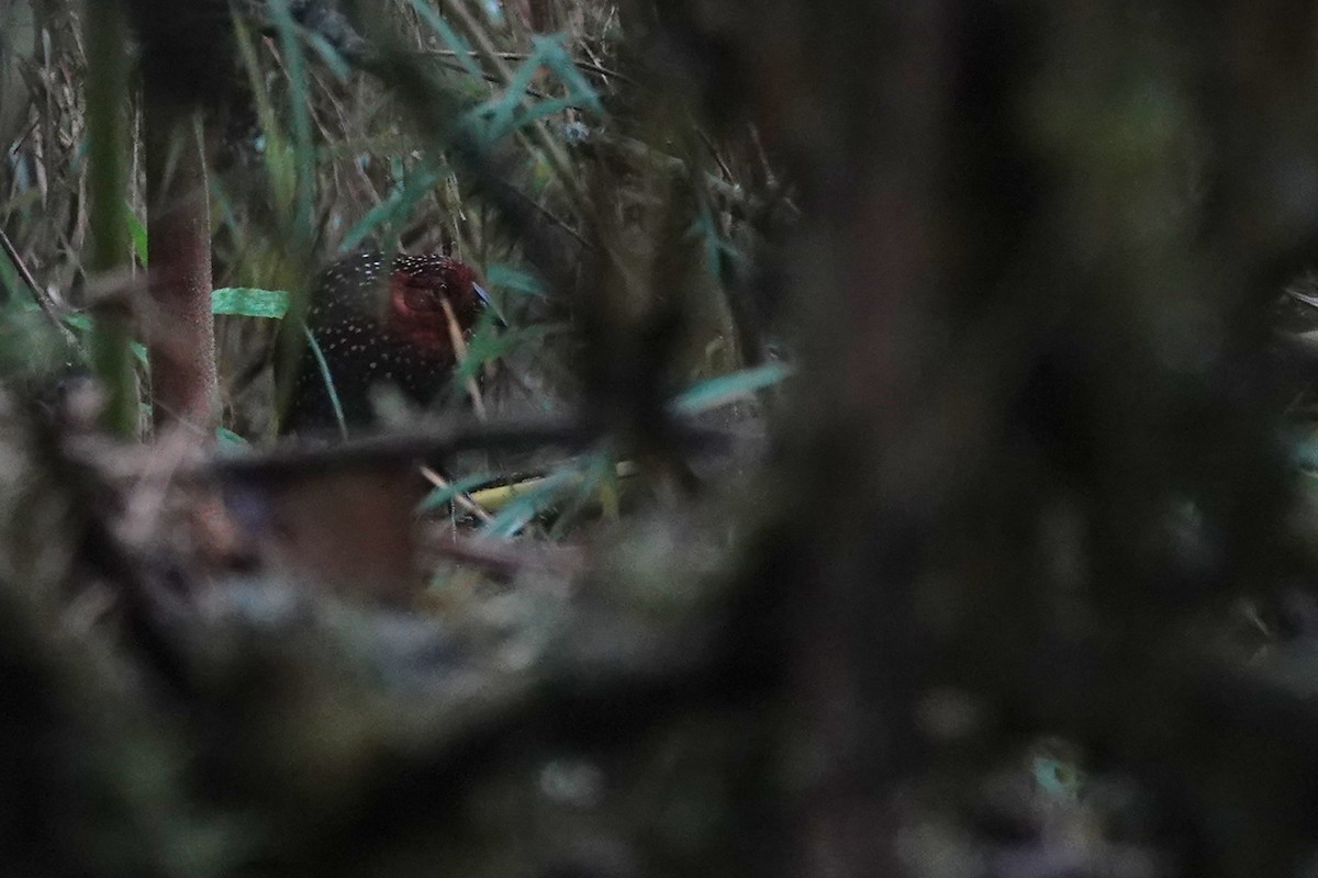 Ocellated Tapaculo - ML640585518