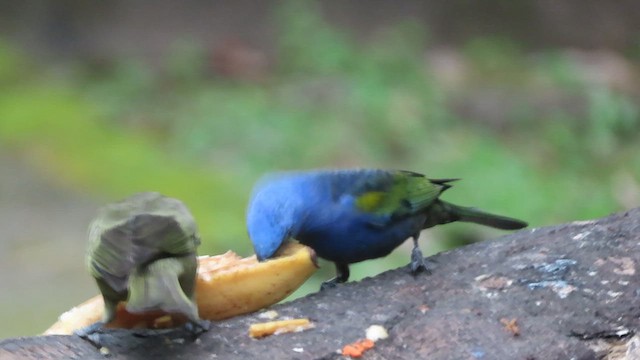 Golden-chevroned Tanager - ML640585521