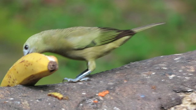 Palm Tanager - ML640585543