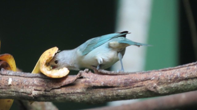 ハイガシラソライロフウキンチョウ - ML640585579