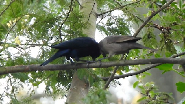 テリバネコウウチョウ - ML640585583