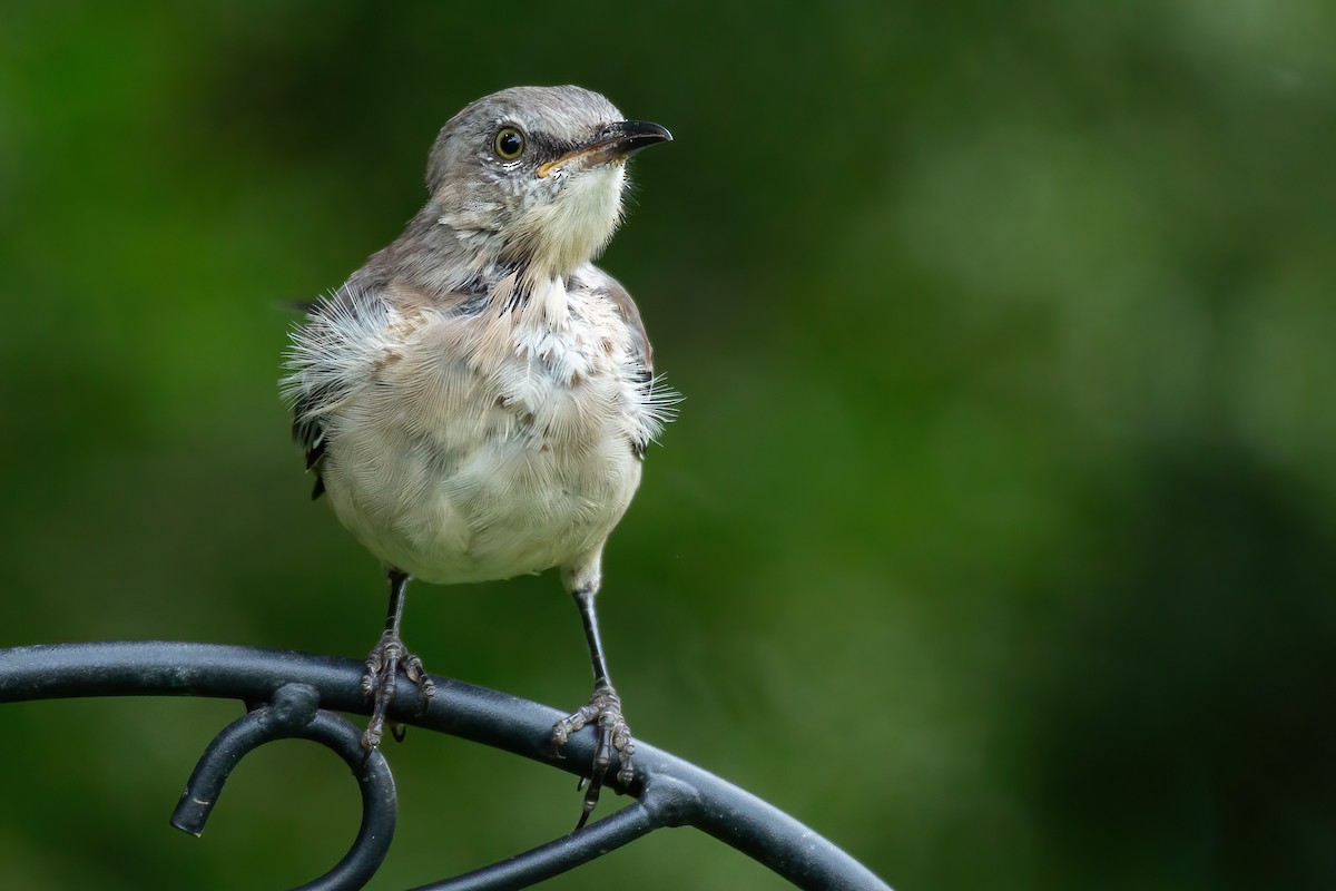 Northern Mockingbird - ML640585742