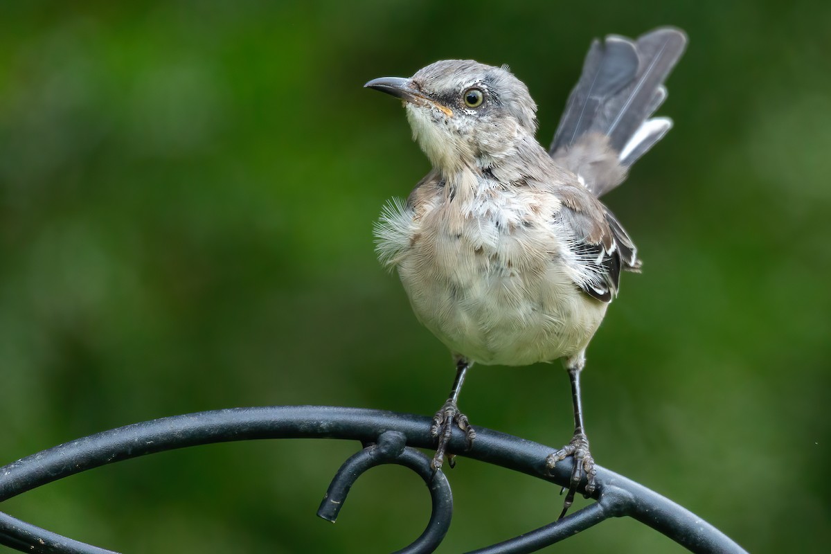 Northern Mockingbird - ML640585743