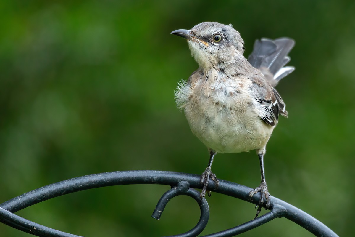 Northern Mockingbird - ML640585744