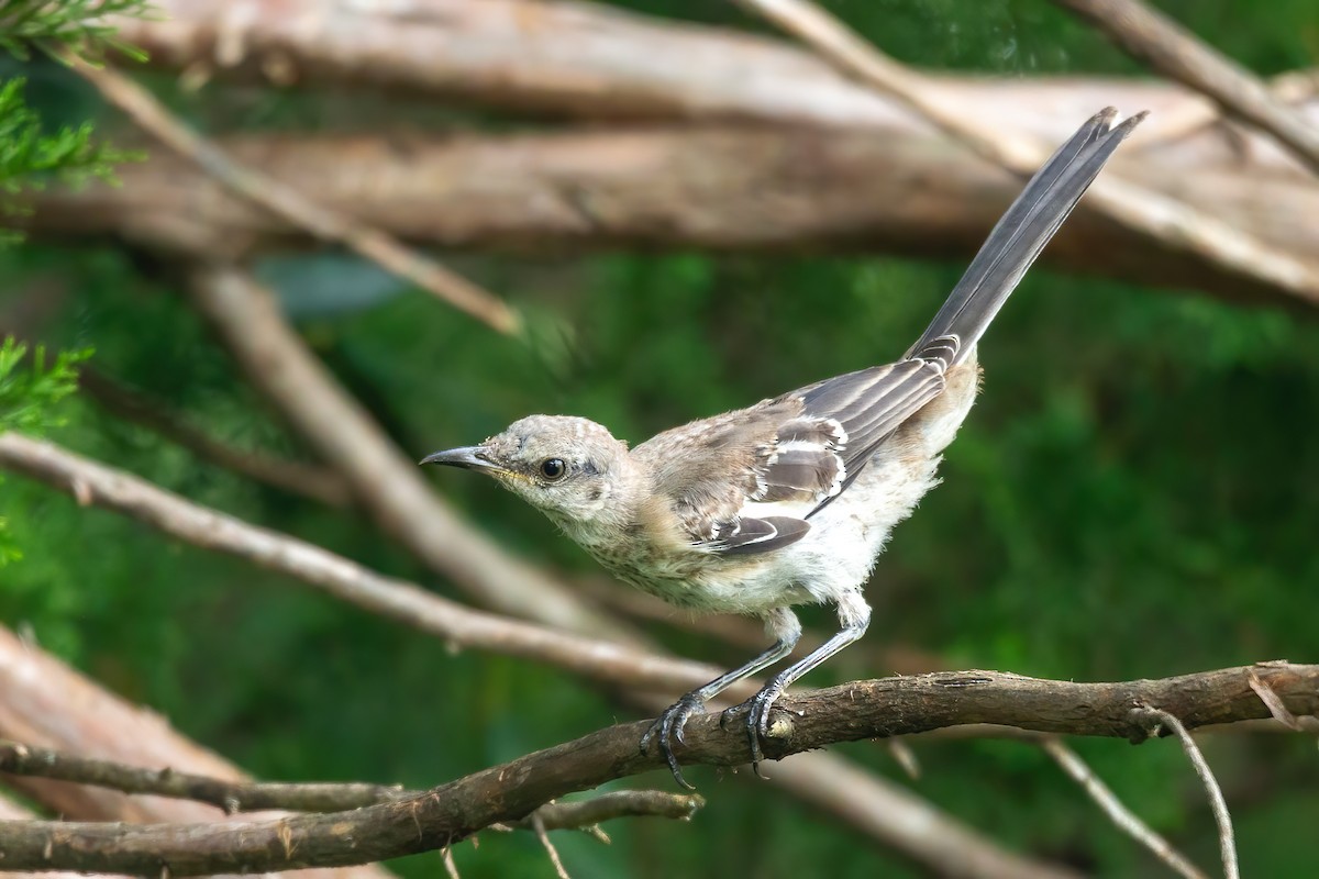 Northern Mockingbird - ML640585745