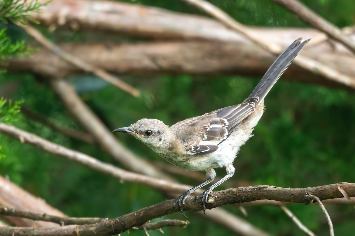 Northern Mockingbird - ML640585746