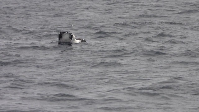 Southern Royal Albatross - ML640585757