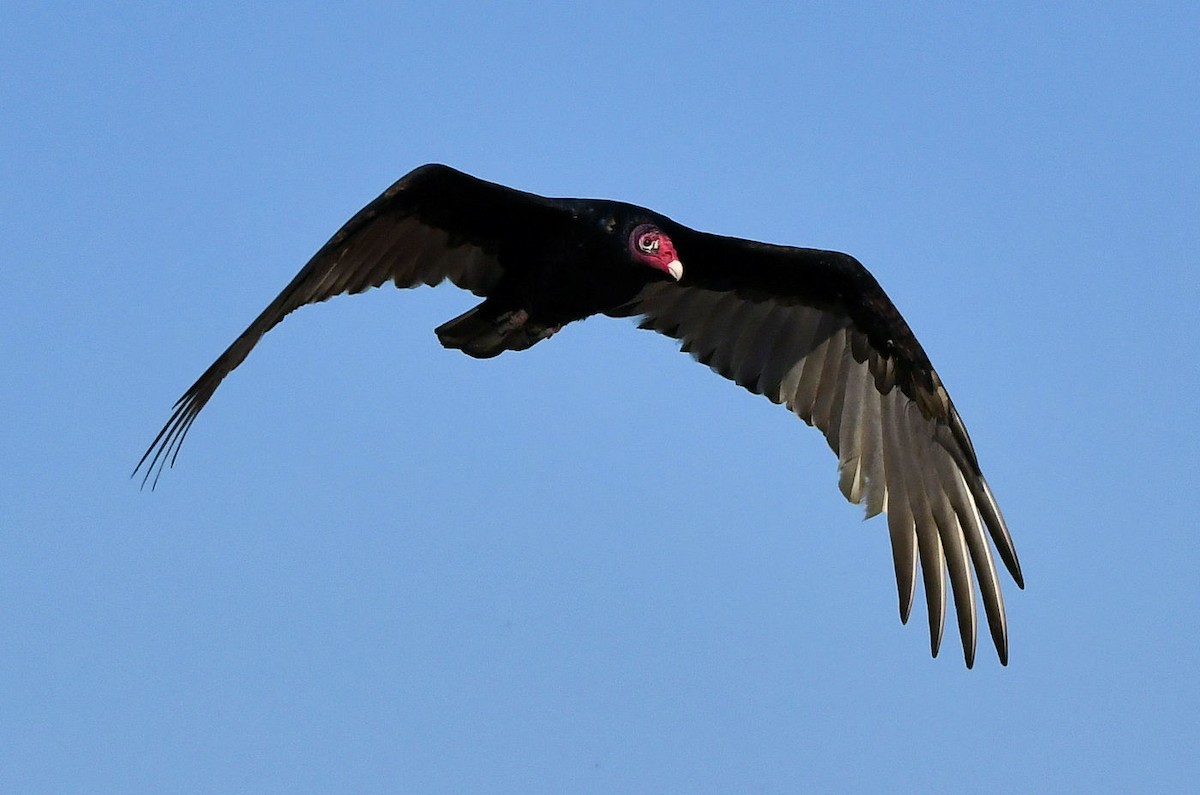 Turkey Vulture - ML640585799