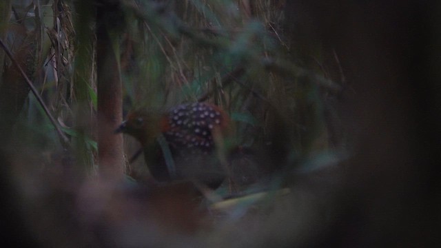 Ocellated Tapaculo - ML640585861