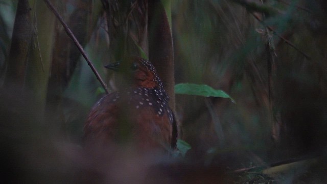 Ocellated Tapaculo - ML640585899