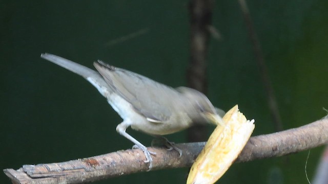 Creamy-bellied Thrush - ML640585906