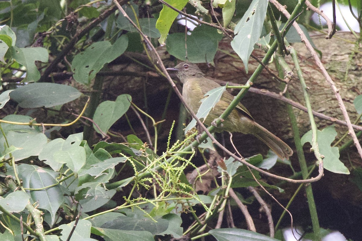 Plain Greenbul - ML640585928