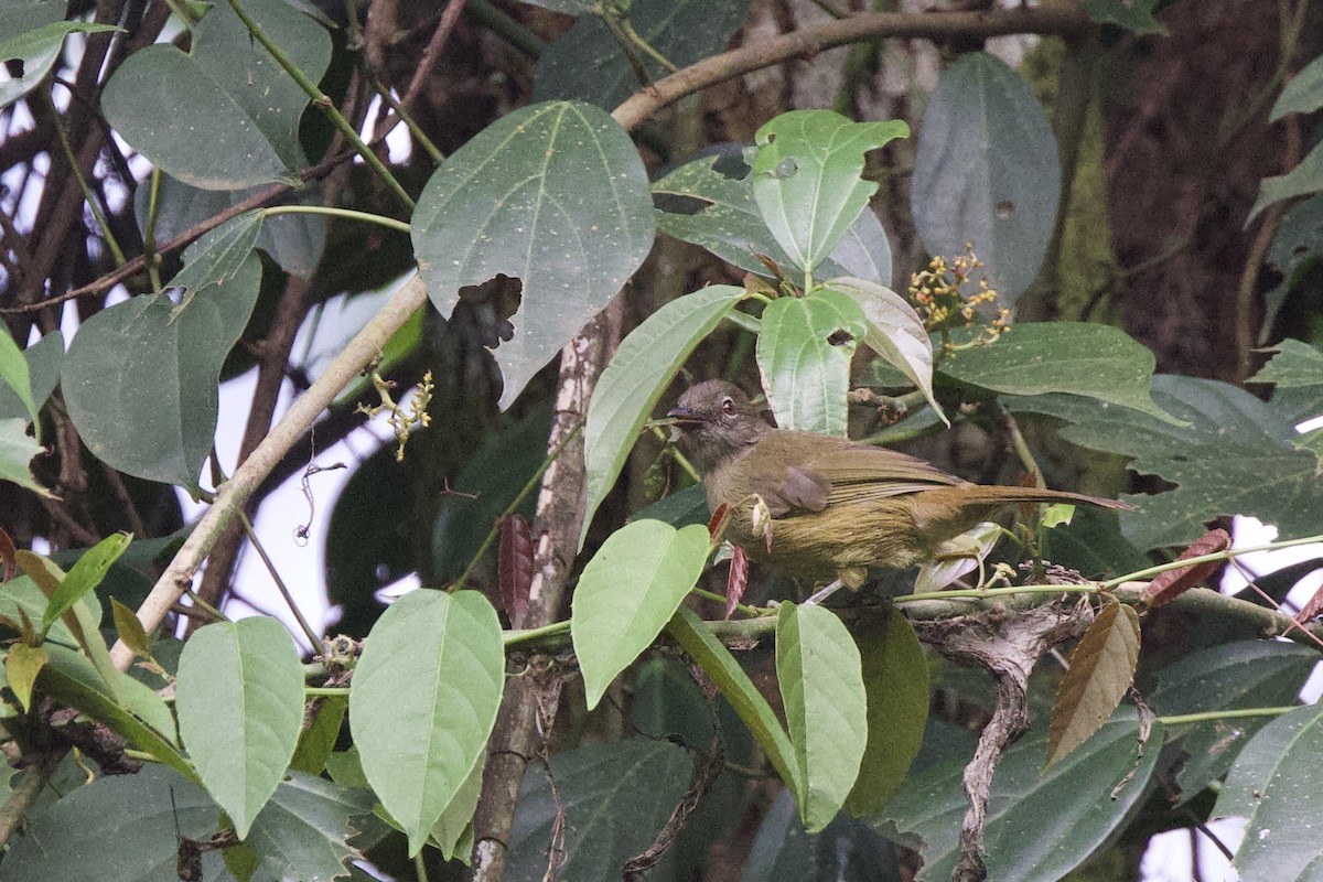 Plain Greenbul - ML640585929