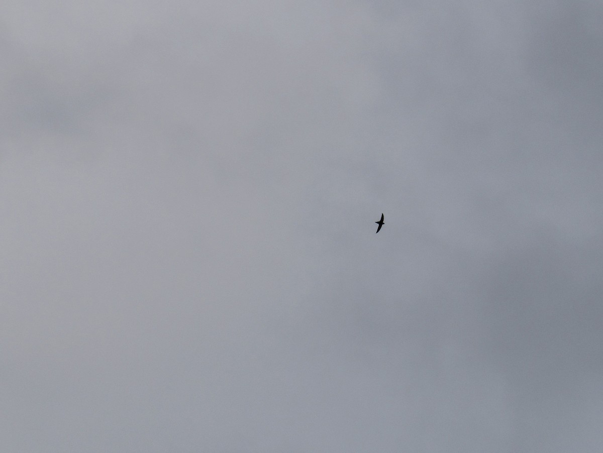 Chimney Swift - ML640585947