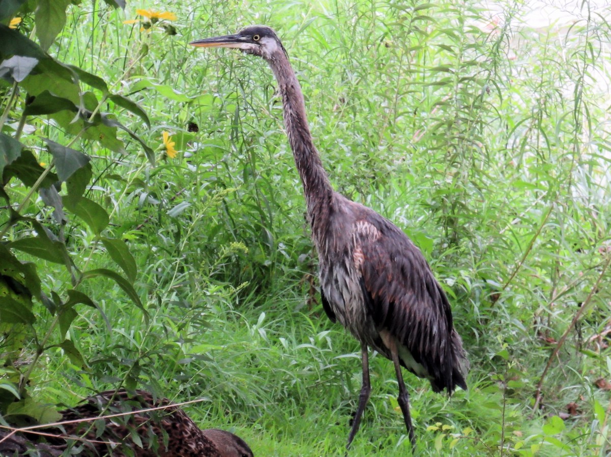 Great Blue Heron - ML640585950