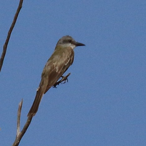 Tropical Kingbird - ML640585987