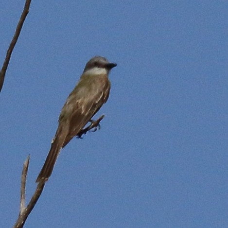 Tropical Kingbird - ML640585988