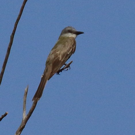 Tropical Kingbird - ML640585989