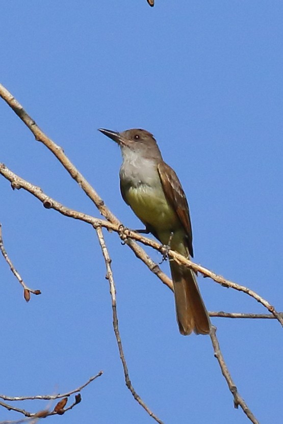 Brown-crested Flycatcher (Arizona) - ML640585991