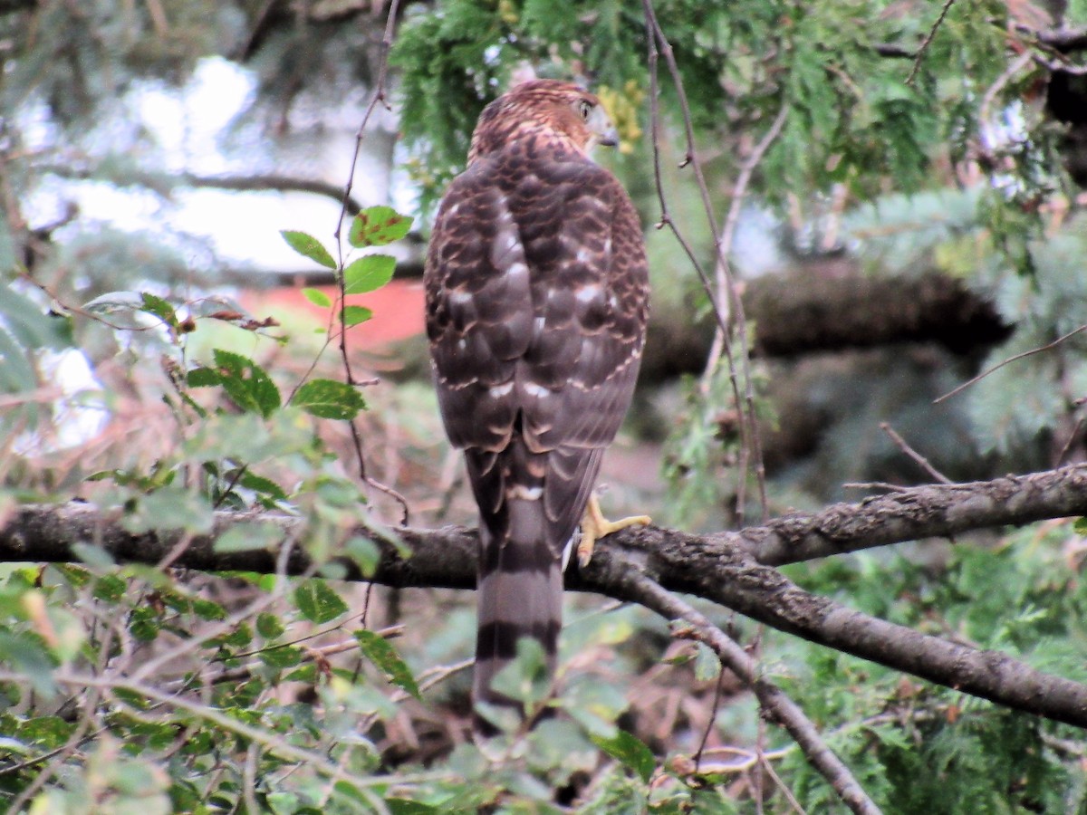 Cooper's Hawk - ML640586013