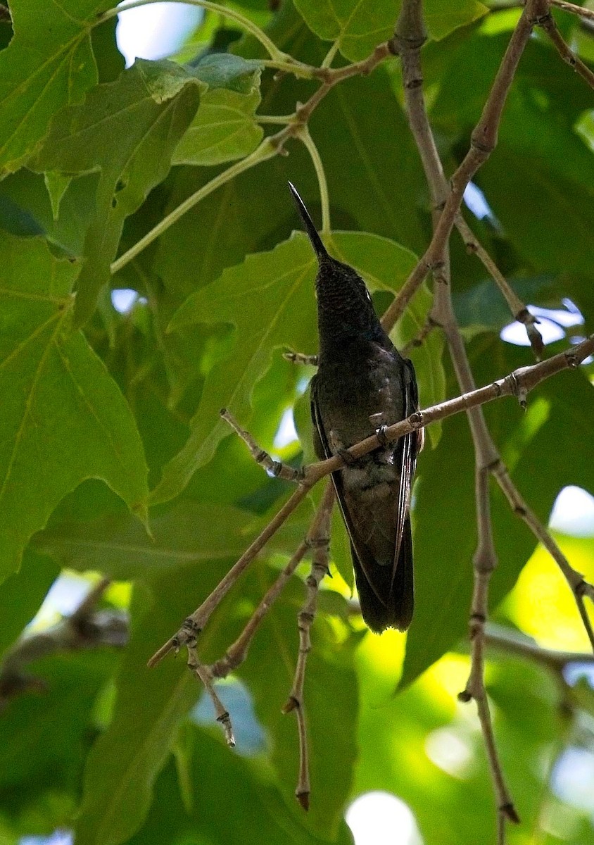 Rivoli's Hummingbird - ML640586066