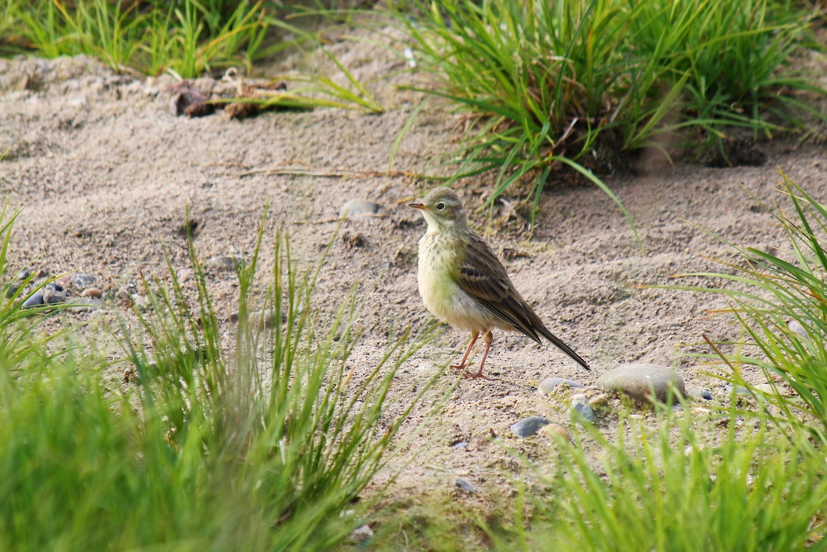 American Pipit - ML64058611