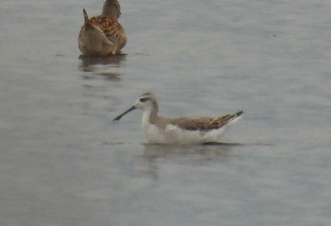 Wilson's Phalarope - ML640586160