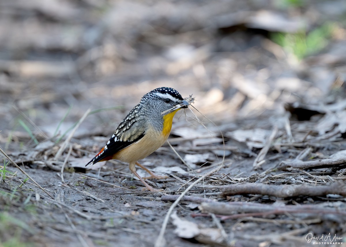 Spotted Pardalote - ML640586209