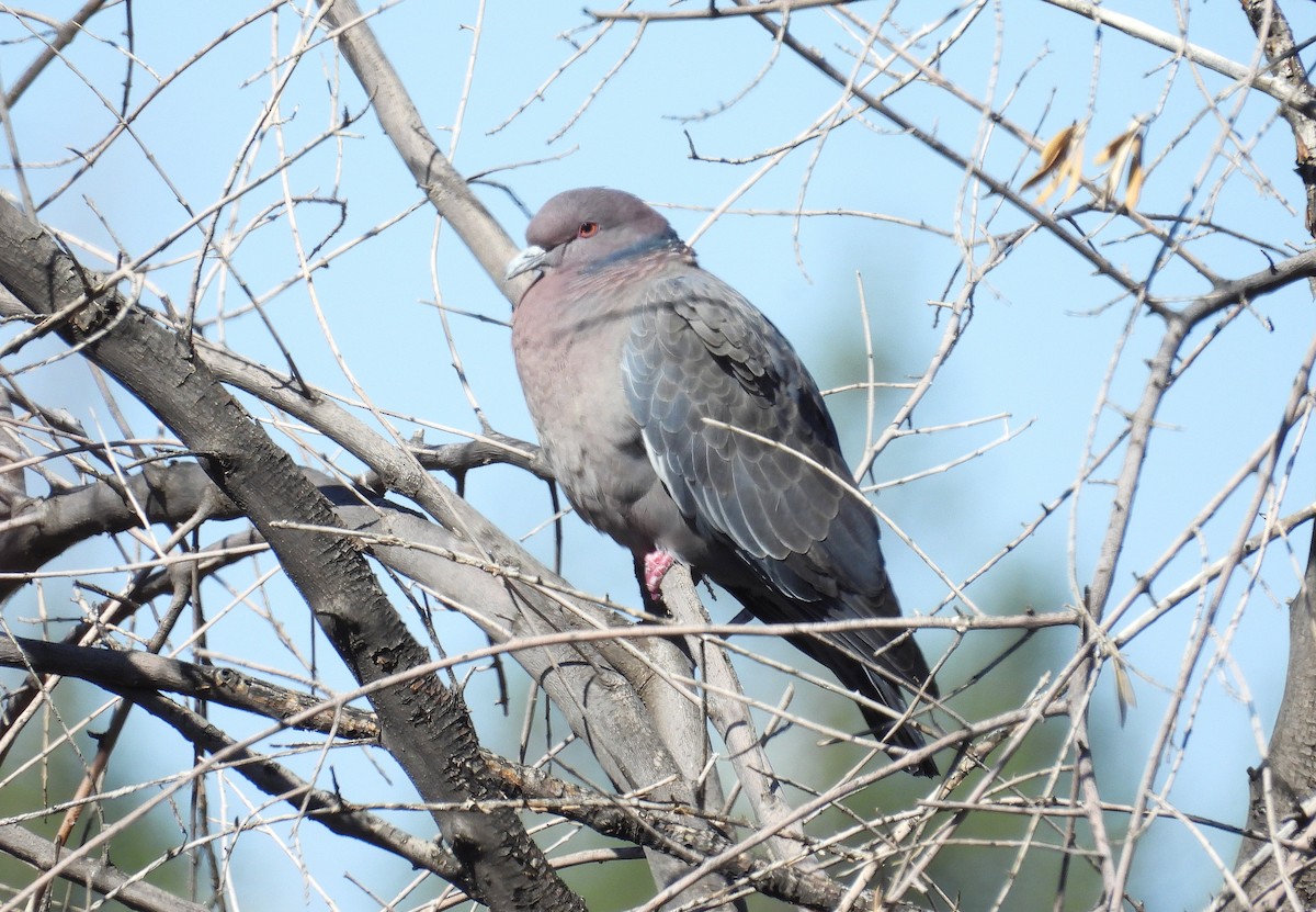 Picazuro Pigeon - ML640586219