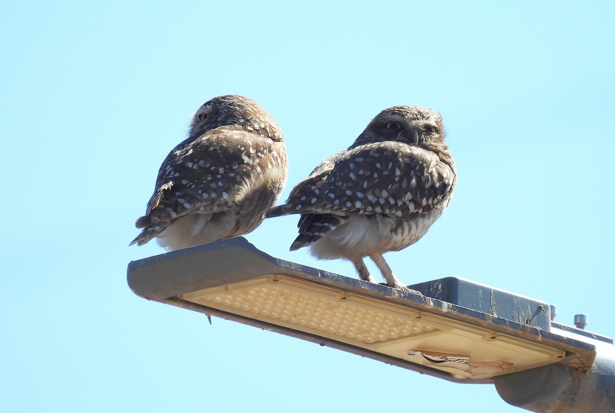 Burrowing Owl - ML640586246