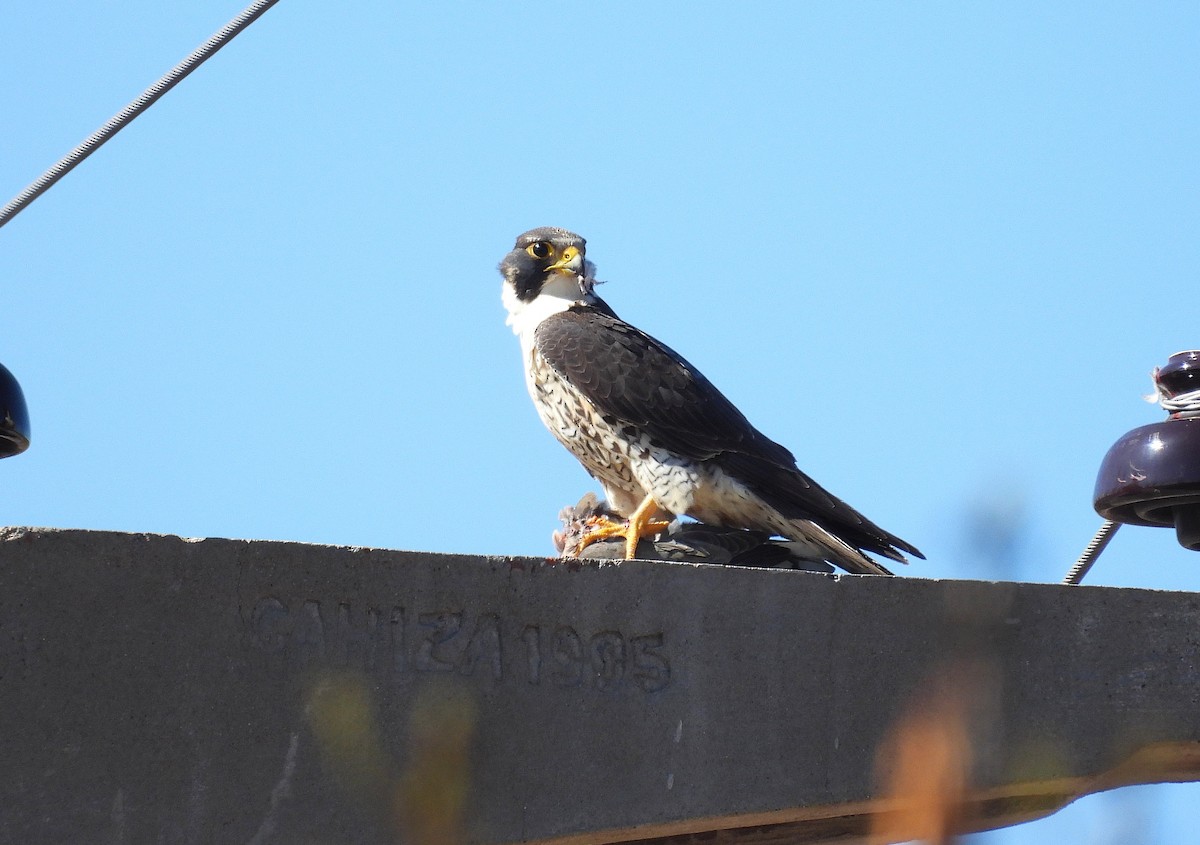Peregrine Falcon - ML640586258