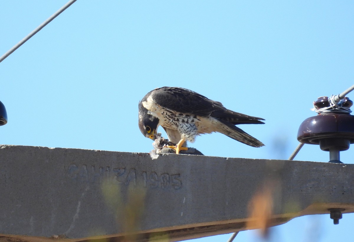 Peregrine Falcon - ML640586266