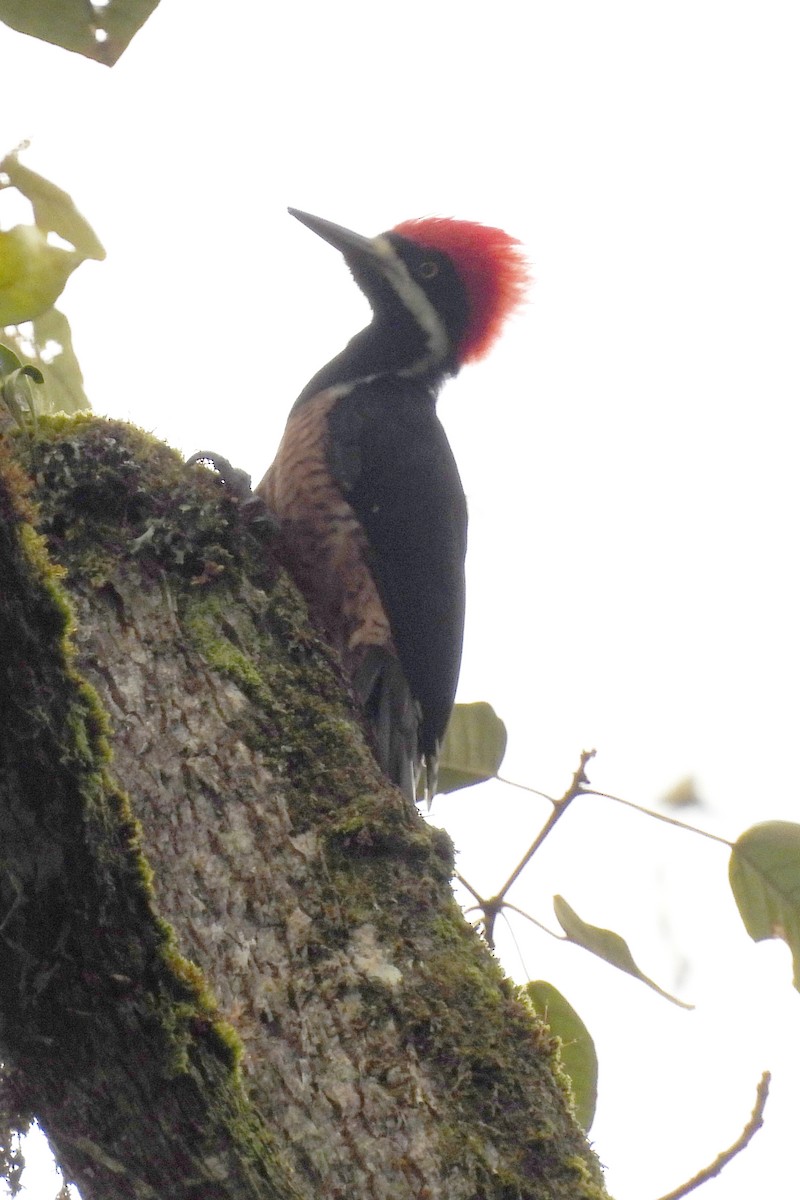 Powerful Woodpecker - ML640586370