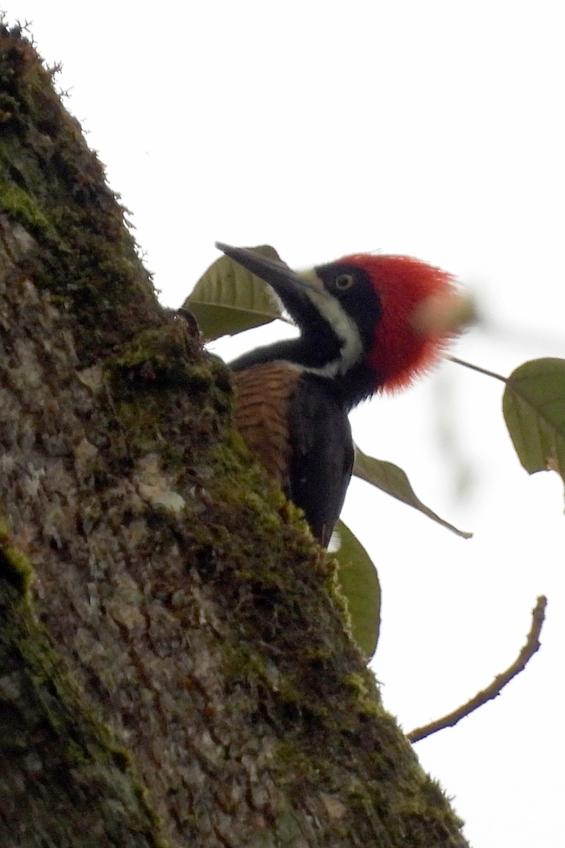 Powerful Woodpecker - ML640586371