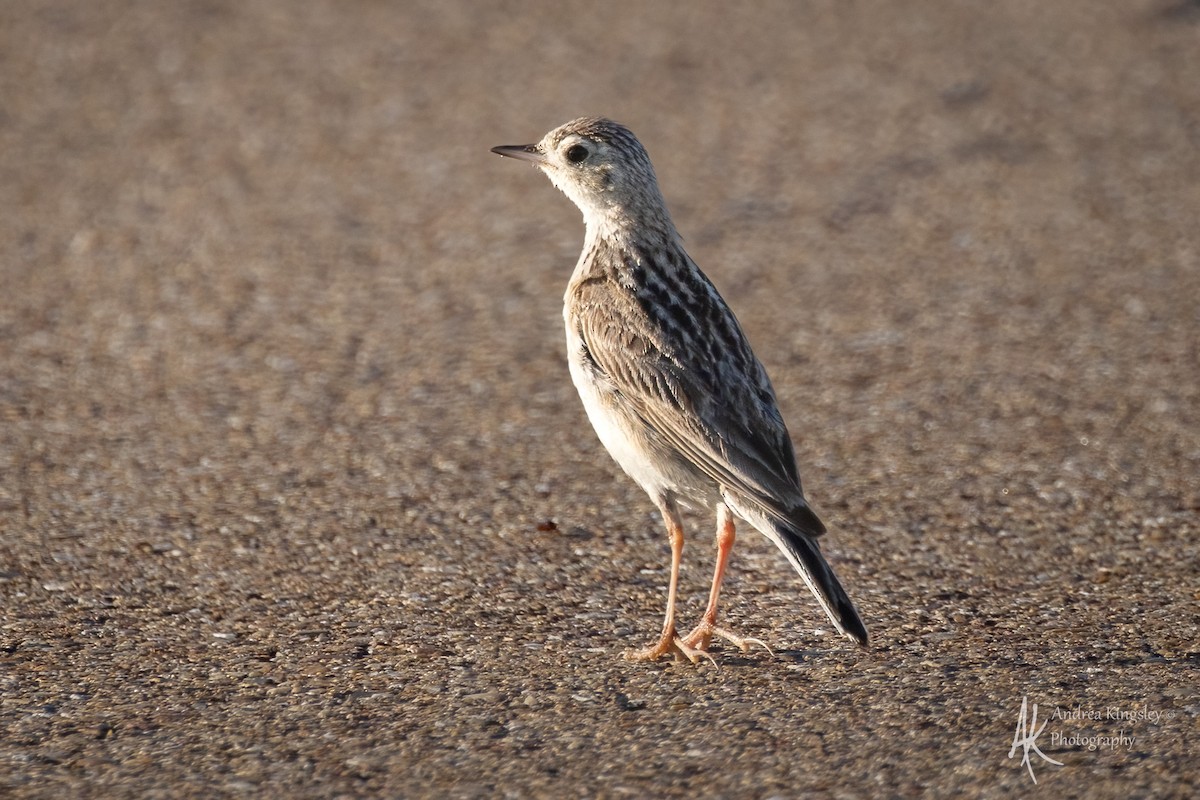 Sprague's Pipit - ML640586403