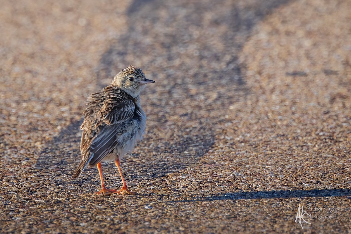 Sprague's Pipit - ML640586404
