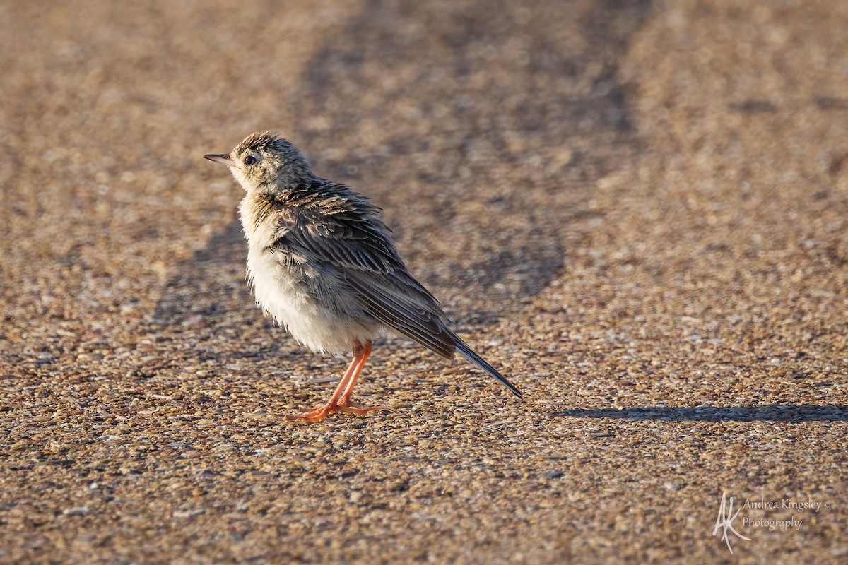 Sprague's Pipit - ML640586405