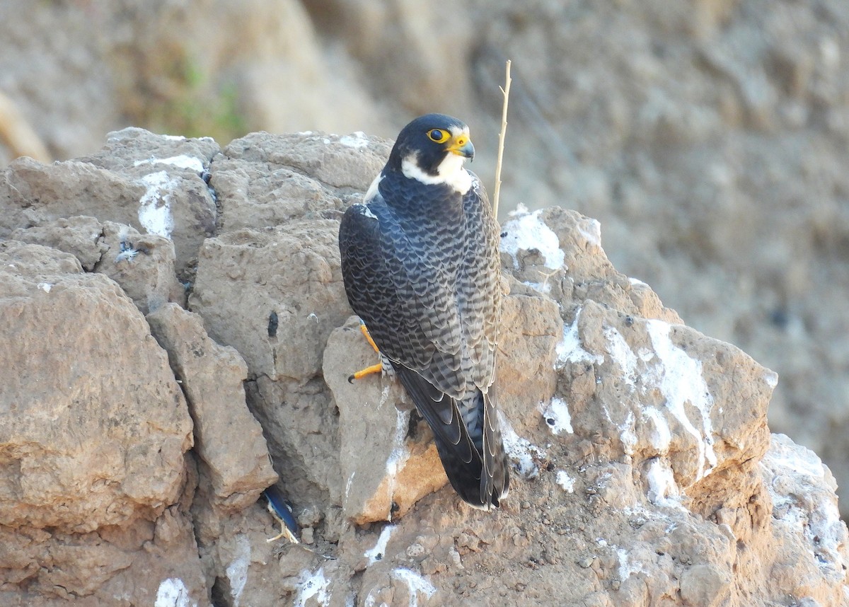 Peregrine Falcon - ML640586406