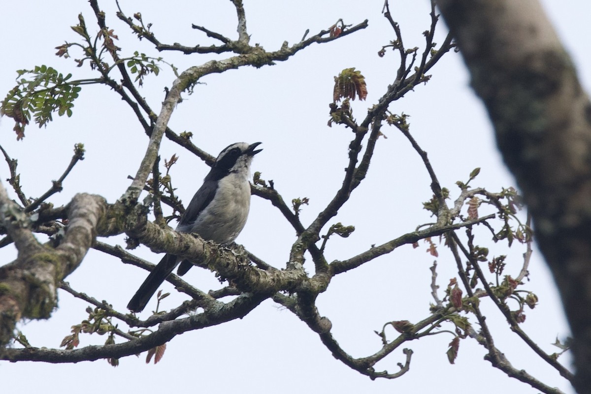 Gray-green Bushshrike - ML640586408