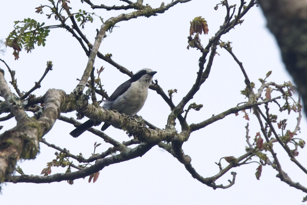 Gray-green Bushshrike - ML640586410