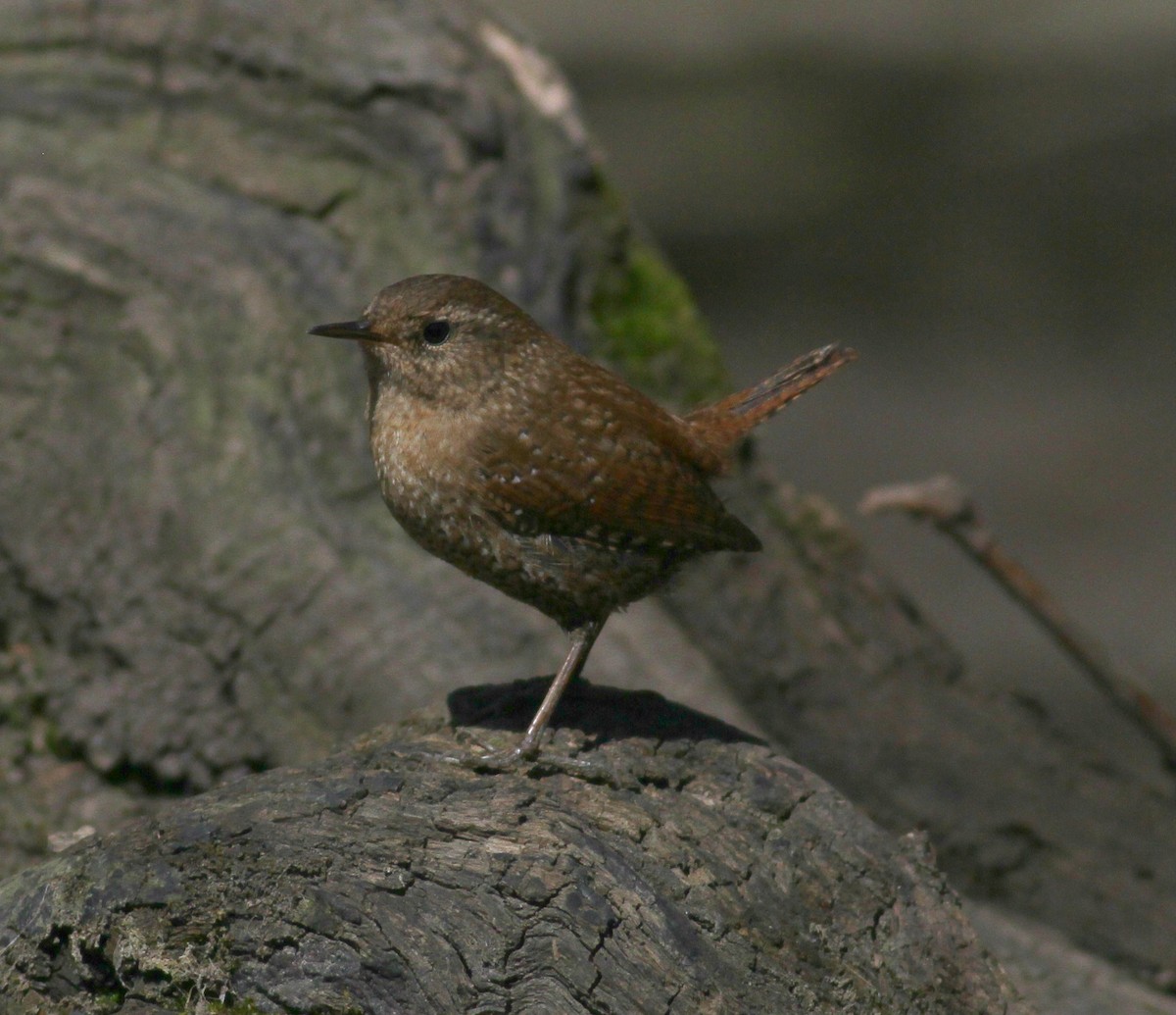 Winter Wren - ML640586438