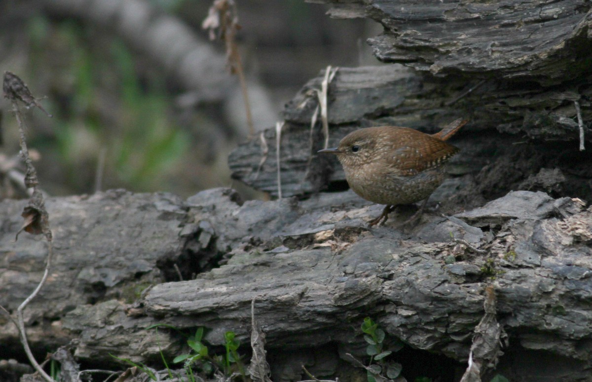 Winter Wren - ML640586439